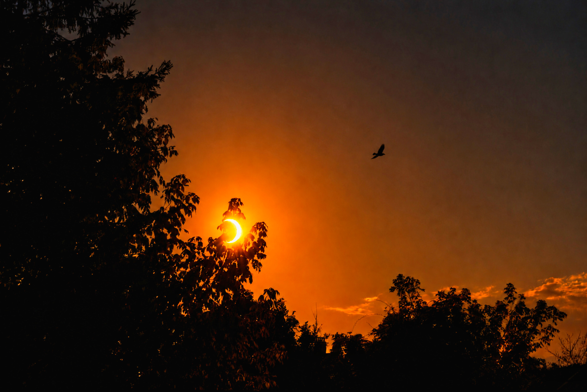 Éclipse solaire orangée derrière les arbres avec un oiseau en vol
