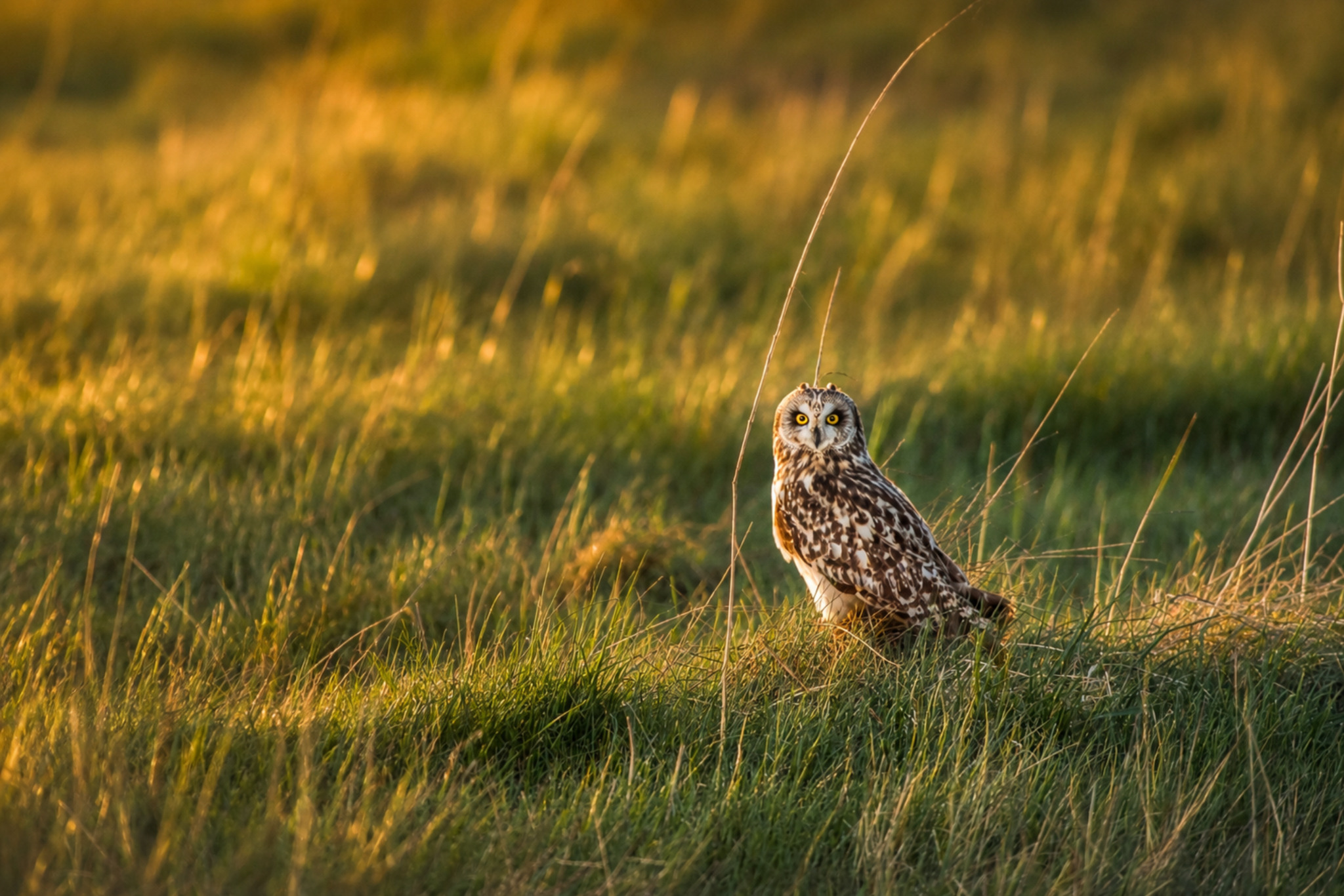 Hibou des marais dans une prairie dorée