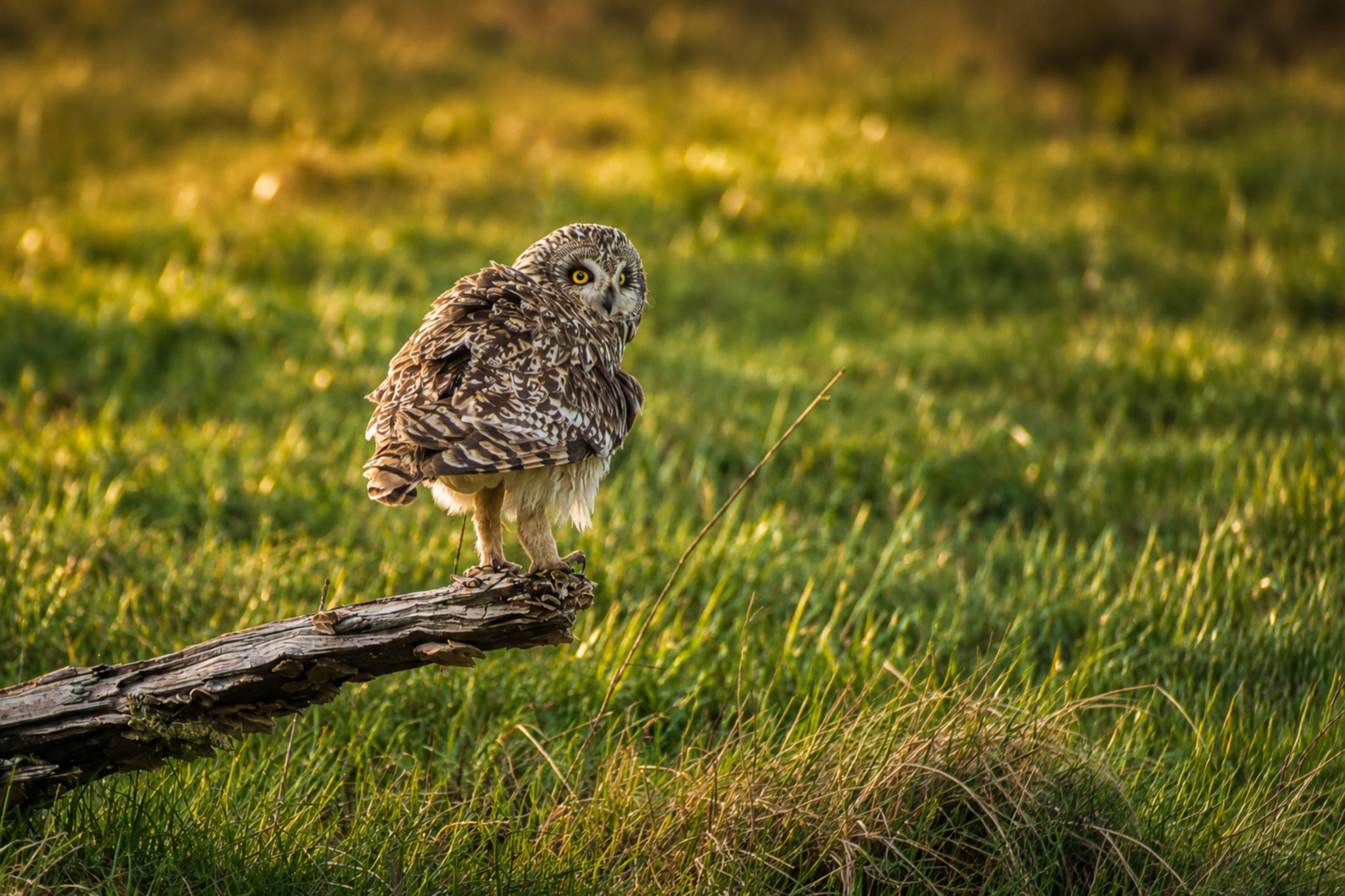 Hibou des marais posé sur une branche dans la prairie