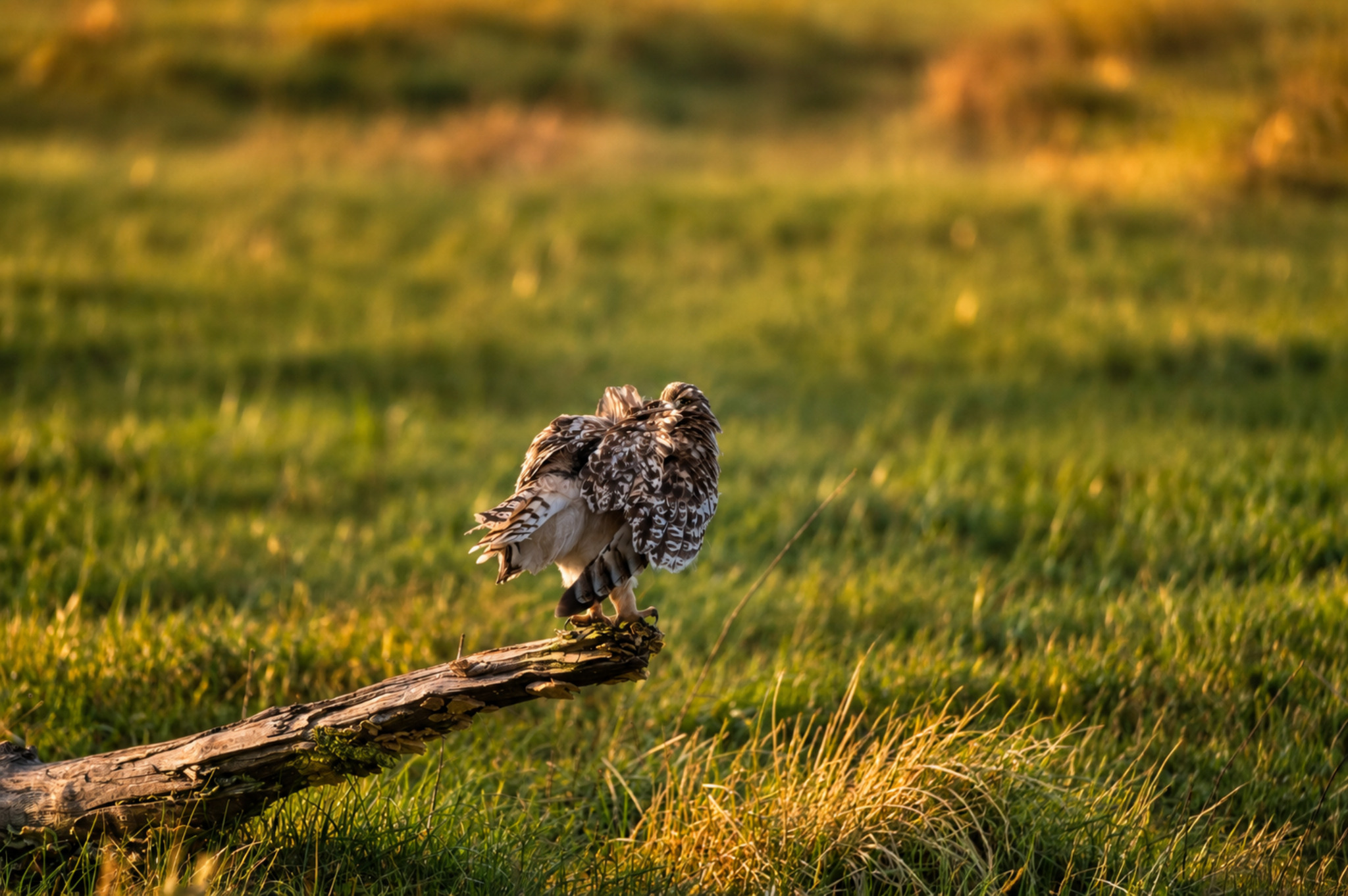 Hibou des marais de dos dans une prairie dorée